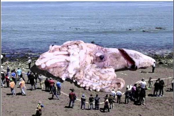 Кракен это даркнет маркетплейс